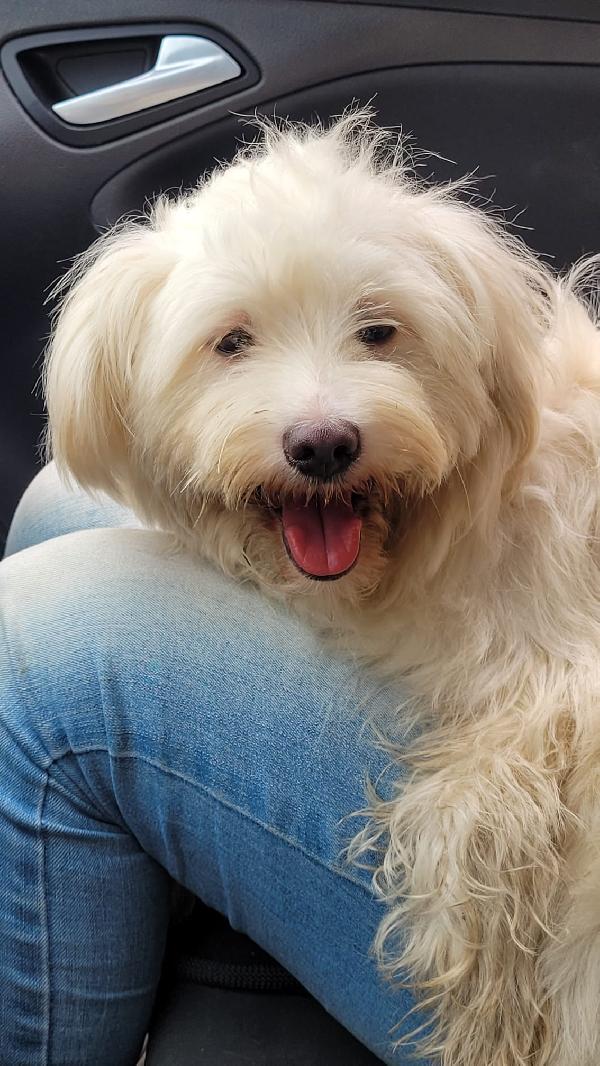 Splendida simil maltese - LUNA Foto 2